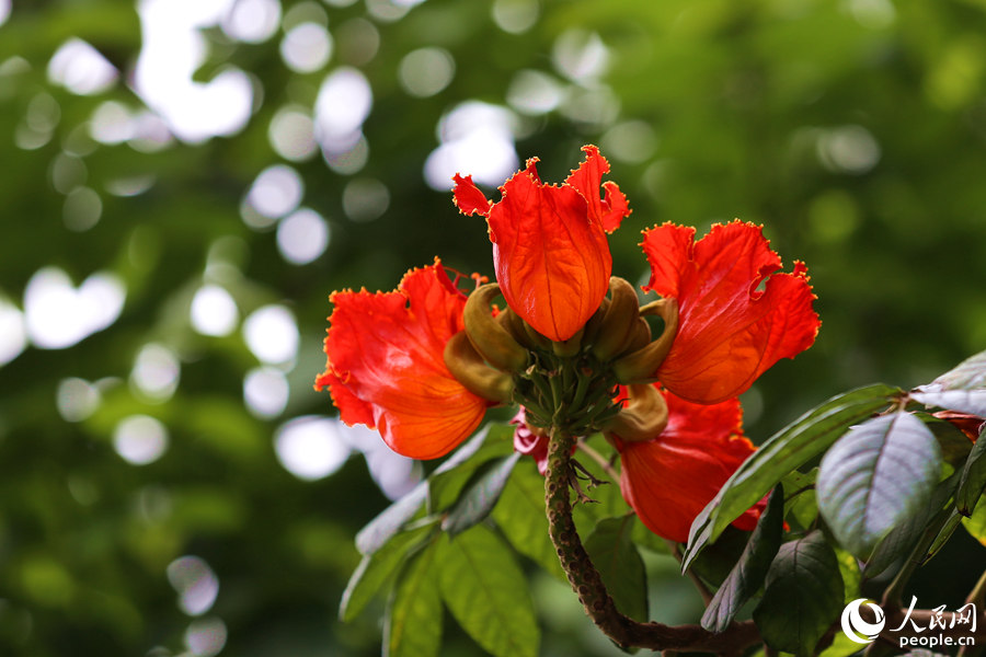 火焰木花冠呈鐘形。人民網(wǎng) 陳博攝