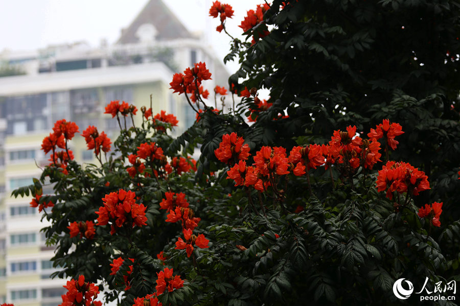 火焰木花朵遠(yuǎn)觀猶如燃燒的火。人民網(wǎng) 陳博攝