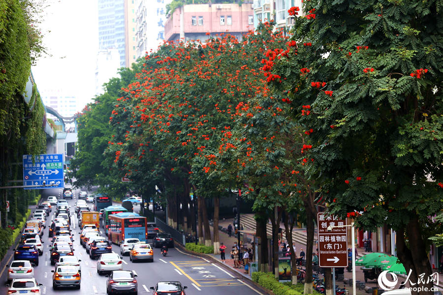 廈禾路兩側(cè)的行道樹頂猶如披上一層紅紗。人民網(wǎng) 陳博攝