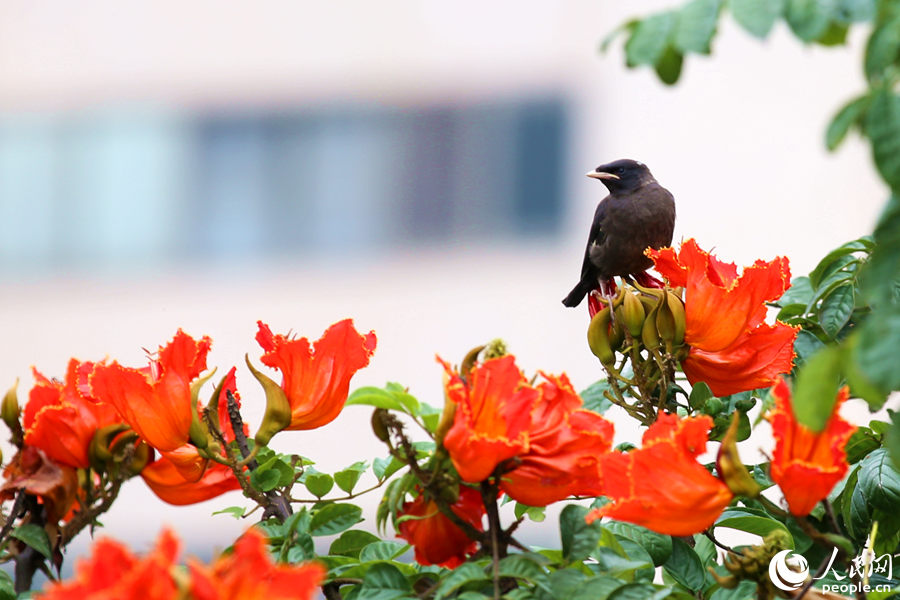 一只小鳥在火焰木花朵間眺望。人民網(wǎng) 陳博攝