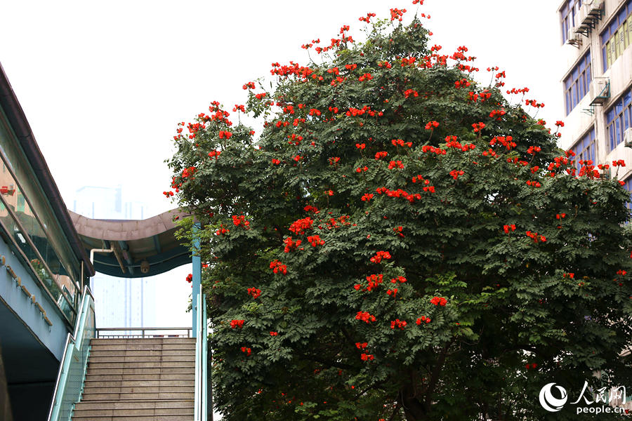 廈門市金榜公園BRT站旁的火焰木。人民網(wǎng) 陳博攝