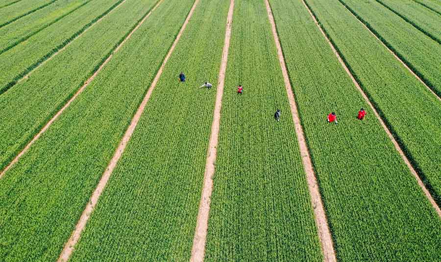 山東省鄒平市蔡家村高標(biāo)準(zhǔn)農(nóng)田，農(nóng)民在進(jìn)行去雜作業(yè)。