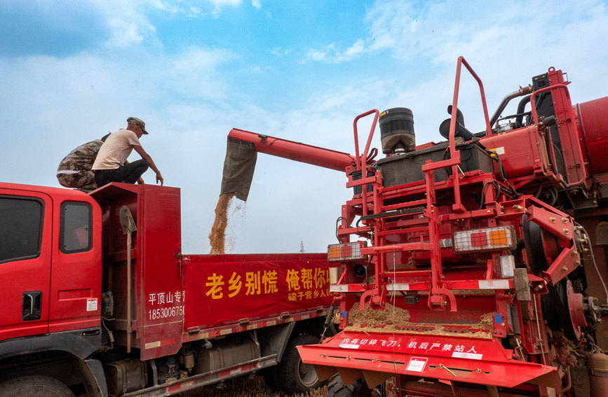 魯山縣組織多種形式的志愿隊(duì)伍，幫助困難群眾解決夏收夏種難題。葉全花攝