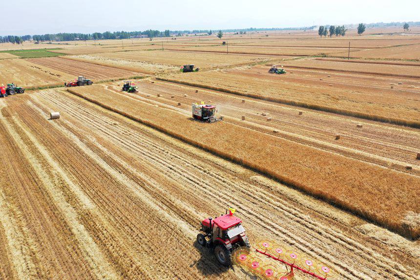 收割現(xiàn)場(chǎng)。吳波攝