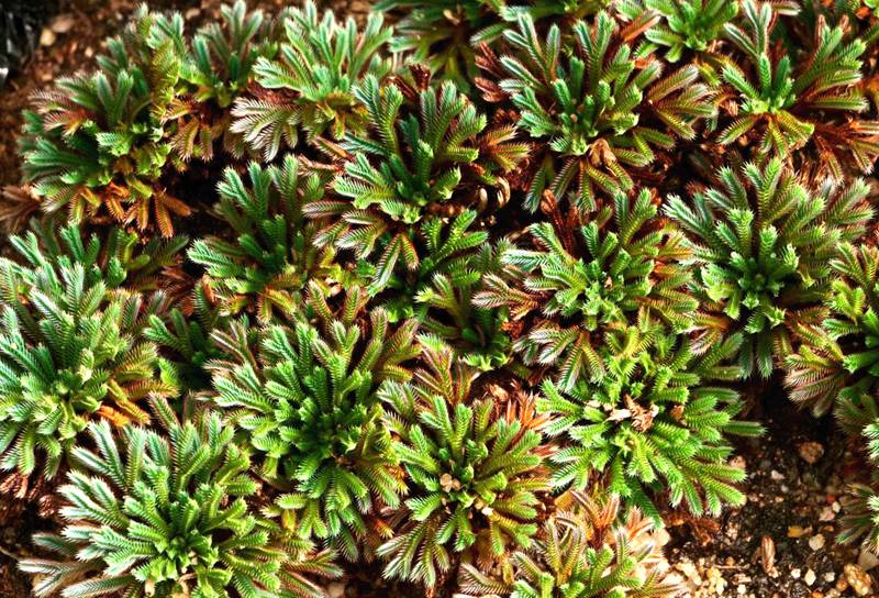 彩虹卷柏的葉片呈彩虹色。袁浪興供圖