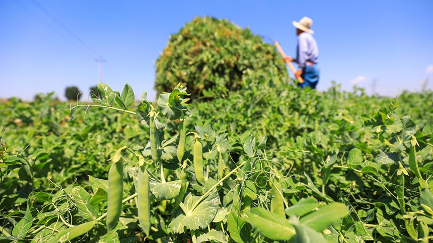河北省唐山市灤南縣宋道口鎮(zhèn)崔董各莊村農(nóng)民在田間收獲豌豆。張永新攝