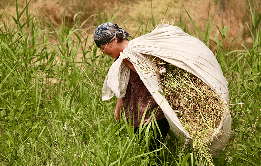 村民在收割油菜花，臉上綻放著豐收的喜悅。陳英華攝