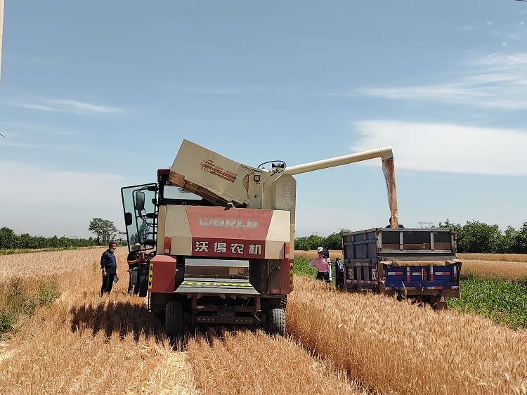 臨汾市堯都區(qū)賈得鄉(xiāng)大王村麥?zhǔn)宅F(xiàn)場(chǎng)。劉婷婷攝