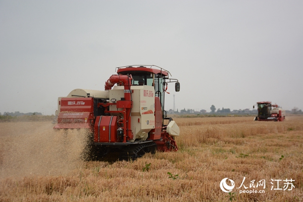 5月下旬，勝利圩高標(biāo)準(zhǔn)農(nóng)田內(nèi)，大型收割機(jī)作業(yè)。韋東寧攝