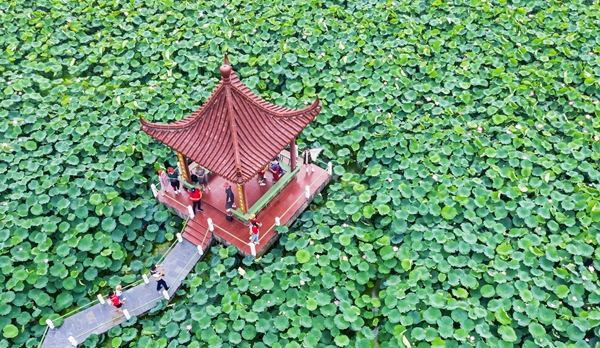 圖為金湖萬畝荷花蕩。陳義寶攝