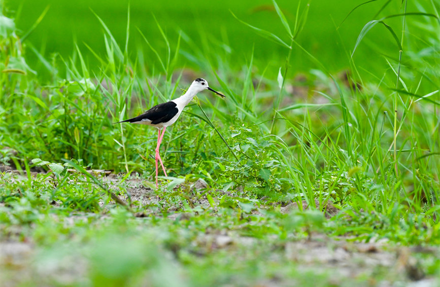 生態(tài)綠屏修復(fù)完成，吸引眾多野生動物在此棲息繁衍。翟鑫彬攝