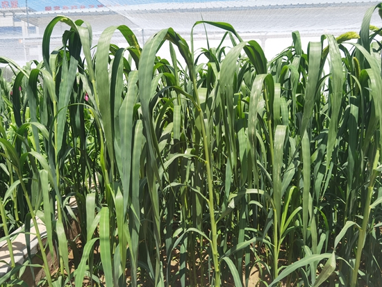 河北省張家口農(nóng)科院試驗田中的“張雜谷”正在茂盛生長。 受訪者供圖