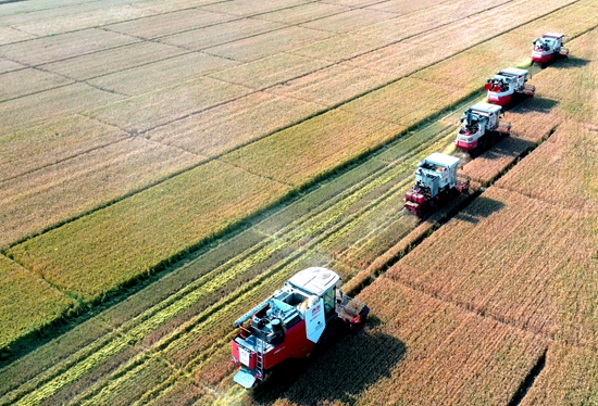 今年6月，河北省衡水市阜城縣碼頭鎮(zhèn)戈家墳村的麥田里，大型聯(lián)合收割機“組團”作業(yè)。 苗鳳強攝