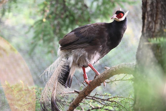 小五臺山國家級自然保護(hù)區(qū)繁育基地中的褐馬雞。姚偉強攝
