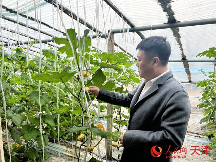 西青區(qū)辛口鎮(zhèn)大杜莊村黨總支書記、村委會主任畢紅鴿介紹當下大棚里種植的造型奇特的文玩葫蘆。  人民網 孫翼飛攝