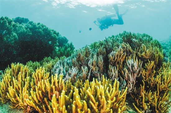 在三亞蜈支洲島附近海域，游客在體驗(yàn)海底美景。 本報(bào)記者 武威 通訊員 韋尚婷 攝