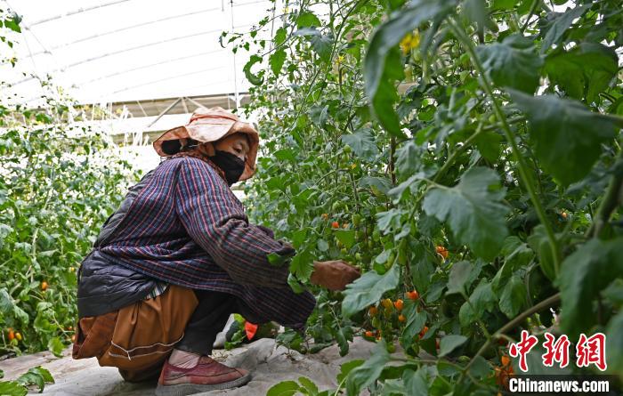 圖為巴珍在地里勞作?！≮w朗 攝