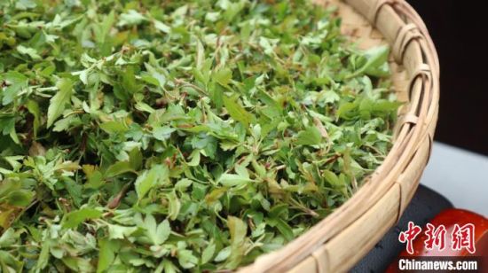 圖為班瑪藏雪茶。　孫睿 攝