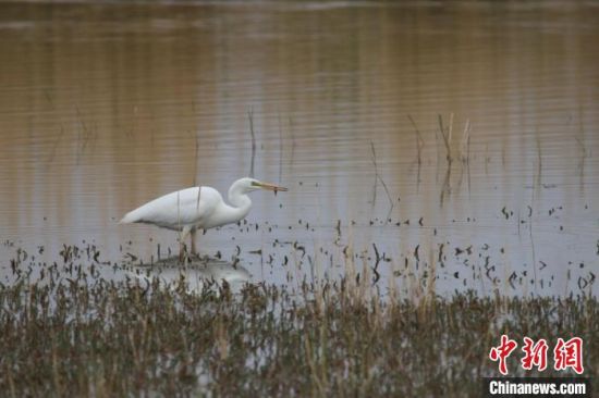 圖為大白鷺?？婶斂撕?托素湖自然保護區(qū)服務(wù)中心供圖 　　