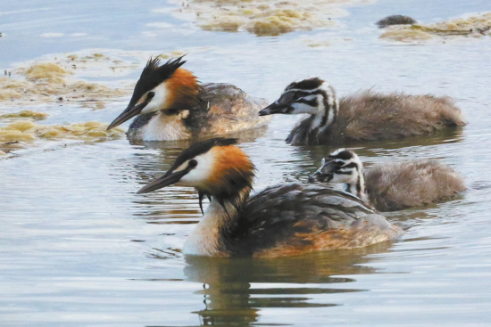鳳頭鸊鷉。楊濤 攝