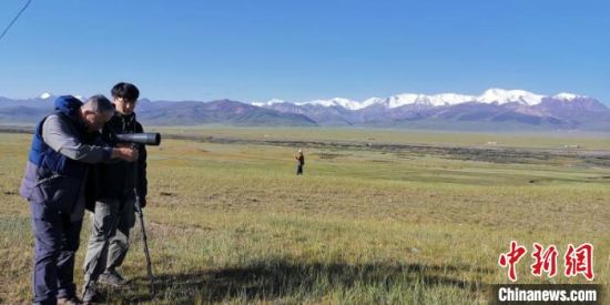 圖為工作人員正在進(jìn)行黑頸鶴衛(wèi)星跟蹤和環(huán)志工作。　祁連山國家公園青海省管理局供圖 攝