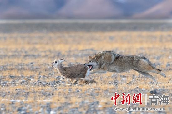 圖為獲獎作品。同海元供圖