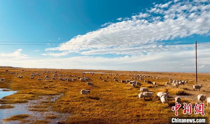 青海:天然草原基本達到草畜平衡草原生態(tài)功能逐步恢復
