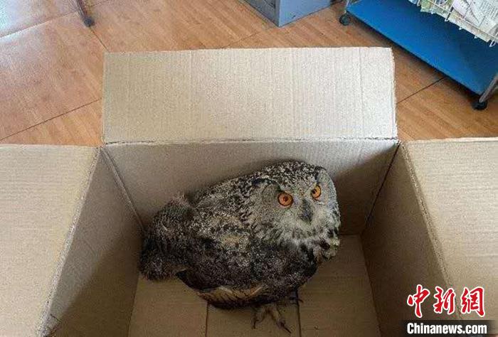 圖為青海省西寧市大通縣公安局森林警察大隊民警救助的國家二級保護(hù)野生動物——雕鸮。　青海省公安廳森林警察總隊供圖 攝