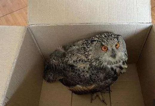 圖為青海省西寧市大通縣公安局森林警察大隊(duì)民警救助的國家二級保護(hù)野生動(dòng)物——雕鸮?！∏嗪Ｊ」矎d森林警察總隊(duì)供圖 攝