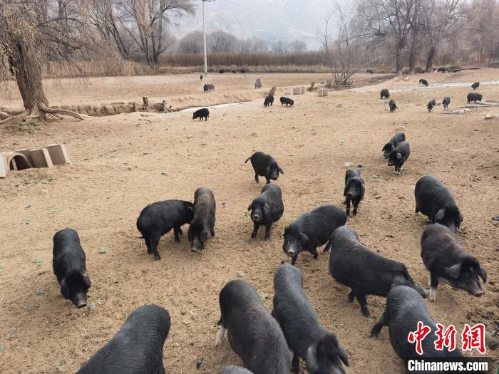 圖為藏香豬?！∑钤鲚?攝