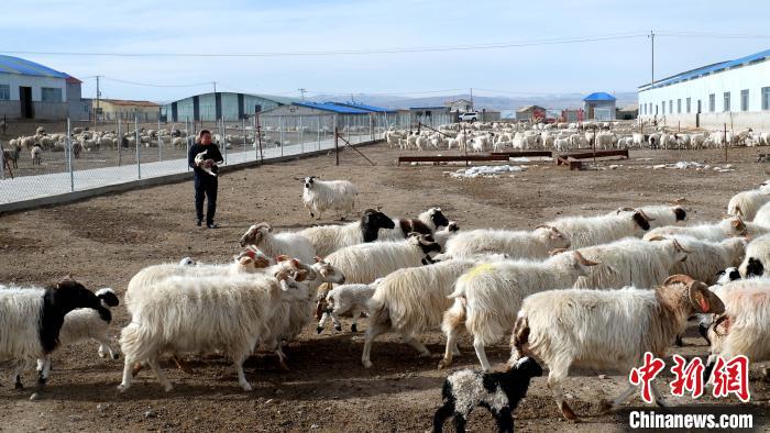 圖為馬金山查看羊羔長勢?！±铍h 攝