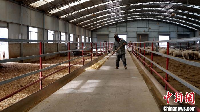 圖為放牧員扎布拉正在打掃羊棚衛(wèi)生?！±铍h 攝