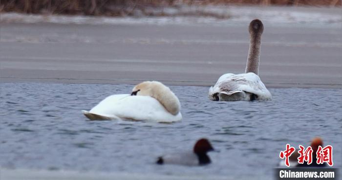 圖為疣鼻天鵝水面休憩。　青海國家公園觀鳥協(xié)會供圖 攝
