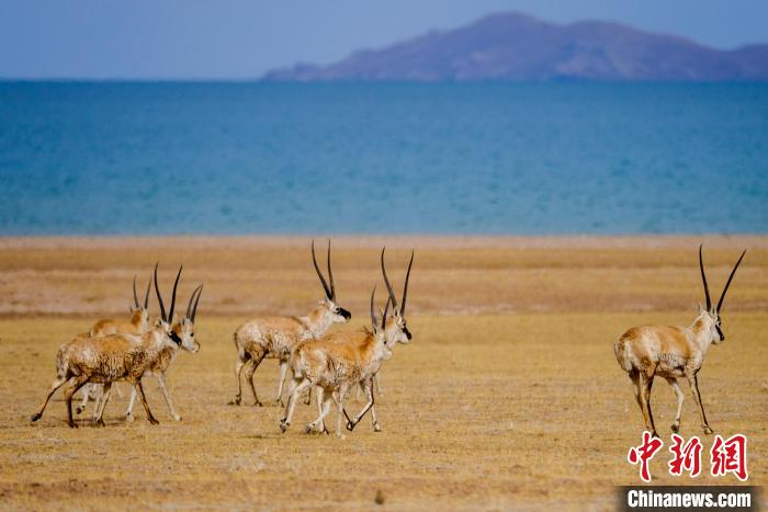 圖為西藏藏羚羊在色林錯湖邊覓食，隨著保護措施的不斷加強，如今西藏藏羚羊種群數(shù)量獲得恢復性增長?！〗w波 攝