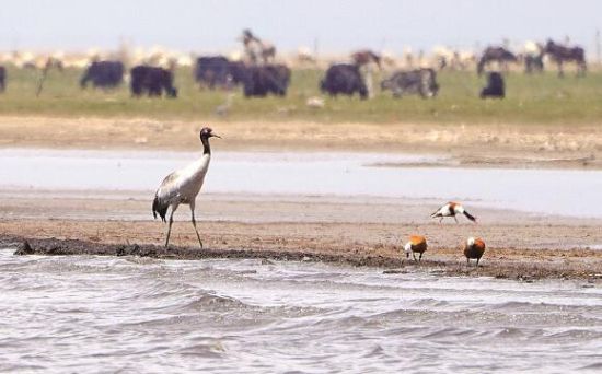  仙女灣一只黑頸鶴正在湖邊覓食。攝影：海東