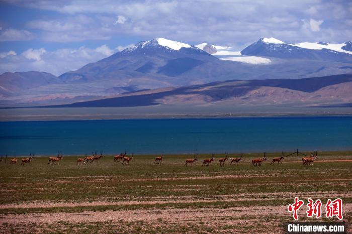 從317國(guó)道遠(yuǎn)眺達(dá)則錯(cuò)，湖岸藏羚羊與雪山美景令人矚目。　<a target='_blank' ><p  align=