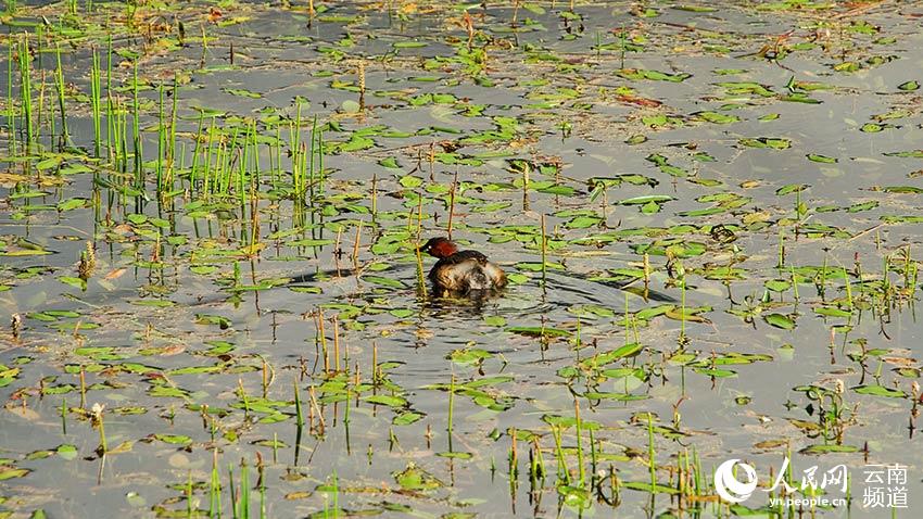 納帕海濕地內(nèi)遷徙停留的鳥。呂昊辰攝