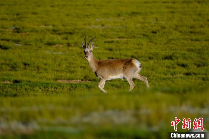 圖為西藏納木錯(cuò)湖邊的藏原羚休閑覓食?！〗w波 攝