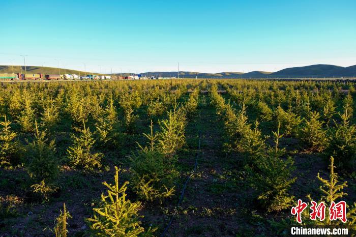 圖為科技團(tuán)隊(duì)在海拔4500米的西藏那曲種出“小森林”，其中超過7成成功越過5個(gè)冬天?！〗w波 攝