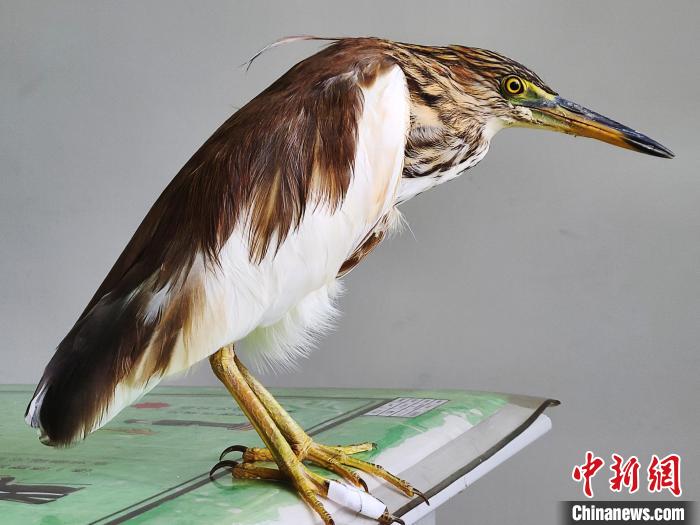 圖為被救助的國家一級重點(diǎn)保護(hù)動物池鷺?！×鴿商?攝