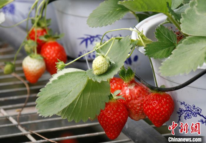 青?；ブ捍蛟烊珖畲蟾咴葺N苗繁育中心