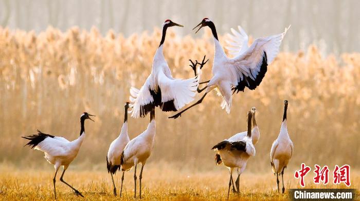 江蘇鹽城黃海濕地上的丹頂鶴?！←}城市委宣傳部供圖