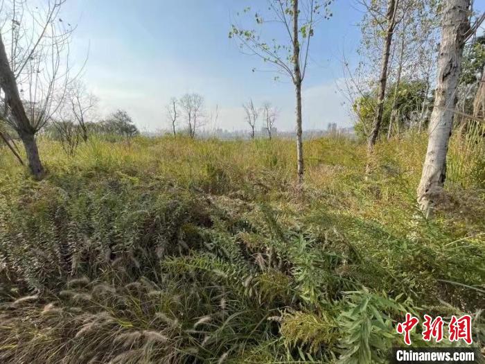 發(fā)現(xiàn)的加拿大一枝黃花?！畈?攝