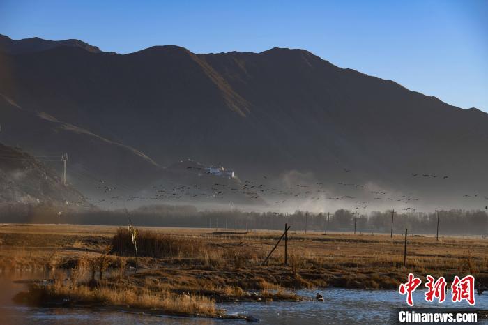 圖為拉薩市林周縣境內(nèi)飛翔的候鳥?！∝暩聛硭?攝