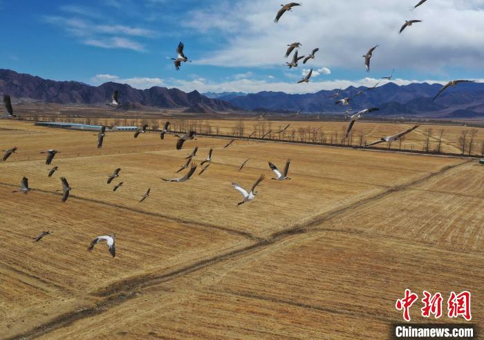 圖為黑頸鶴在拉薩市林周縣境內(nèi)飛翔?！∝暩聛硭?攝