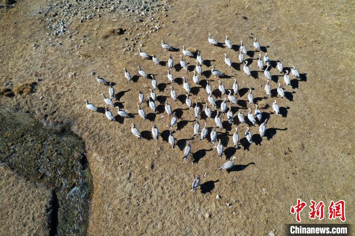 圖為拉薩市林周縣境內(nèi)越冬的候鳥?！∝暩聛硭?攝