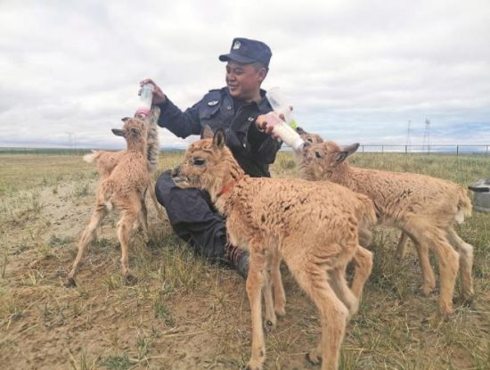 生命禁區(qū)的超級“奶爸”。