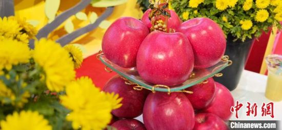 2021年10月15日，中國蘋果首屆產(chǎn)銷峰會(huì)暨甘肅平?jīng)龉焚Q(mào)易大會(huì)在平?jīng)鍪徐o寧縣開幕。(資料圖) 魏建軍 攝