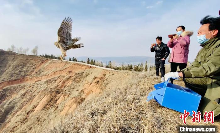 青海：救助、放歸四只國家二級(jí)保護(hù)野生動(dòng)物