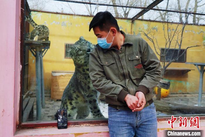 圖為雪豹“奶爸”史壽軍直播休息時(shí)與雪豹互動(dòng)?！●R銘言 攝